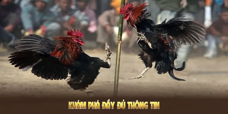 WS168 Đá Gà QQ88 - Nơi Hội Tụ Những Kê Thủ Đam Mê Chọi Kê 1 Khám phá đầy đủ thông tin về WS168 đá gà và cách tham gia kèo đấu tại QQ88